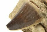 Mosasaur (Prognathodon) Tooth In Rock #91252-1